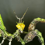 Groene sprinkhaan met lichtgevende ogen